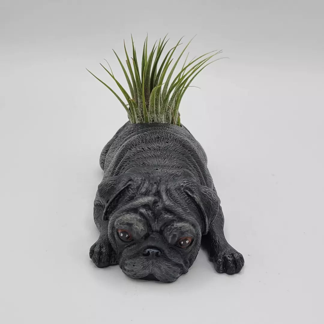 Pug